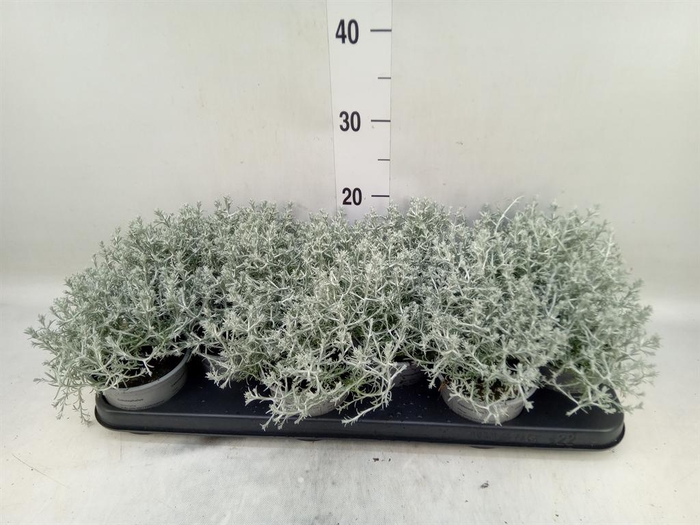 <h4>Leucophyta brownii</h4>