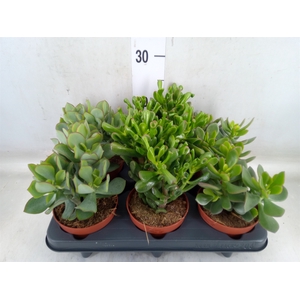 Crassula   ...mix