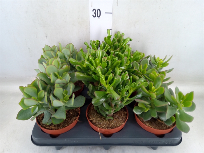 <h4>Crassula   ...mix</h4>