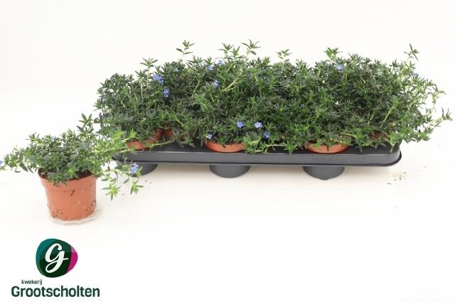 arr8 Glando Dif Heaven Bl