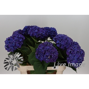 Hydrangea rodeo purple