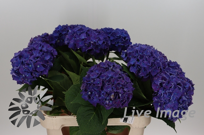<h4>Hydrangea rodeo purple</h4>
