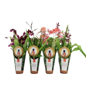 Inca Orchid mix Parfumee 2 spike 9cm in luxury jungle cover