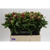 Paeonia Red Charm