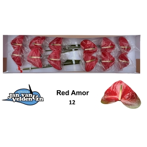 ANTH A RED AMOR