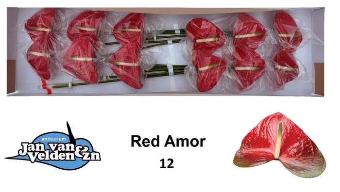 <h4>ANTH A RED AMOR</h4>