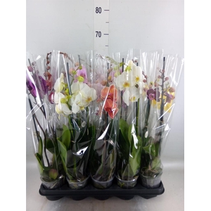 Phalaenopsis   ...mix