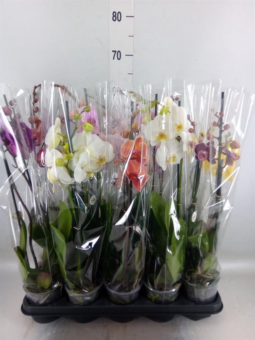 <h4>Phalaenopsis   ...mix</h4>
