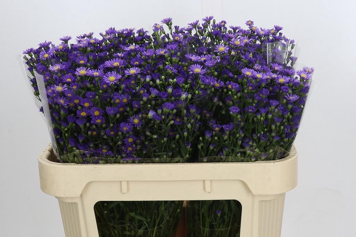 <h4>Aster Casamare</h4>