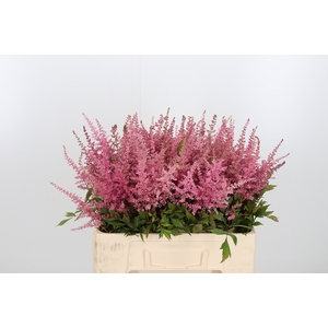 Astilbe Erika Roze