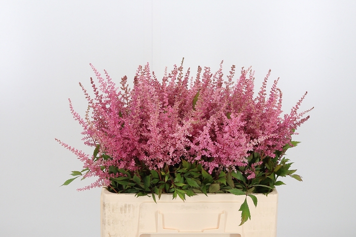 <h4>Astilbe Erika Roze</h4>