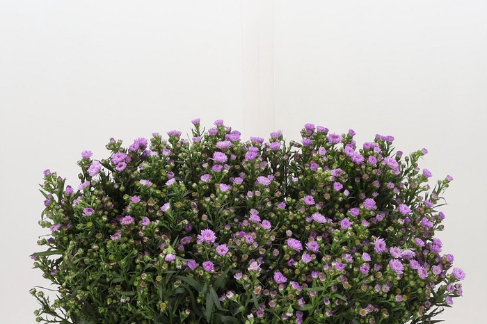 <h4>Aster Painted Lady</h4>