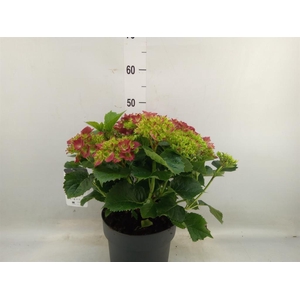 Hydrangea mac. 'Hi Fire'