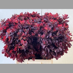 COTI C ROYAL PURPLE