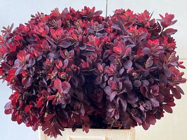 <h4>COTI C ROYAL PURPLE</h4>
