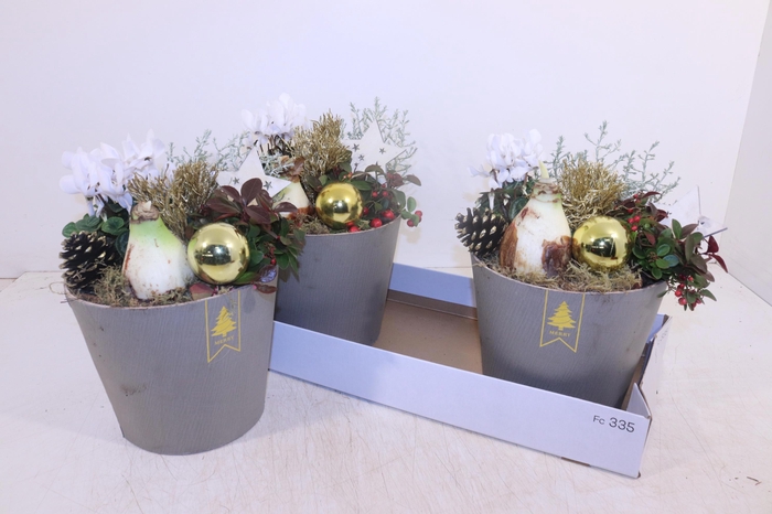 <h4>ARR HIPPEASTRUM</h4>