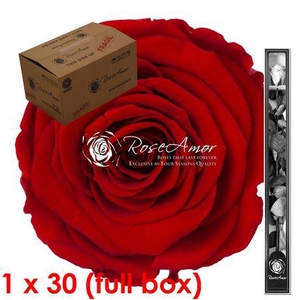 60cm Stem Red02 Bulk
