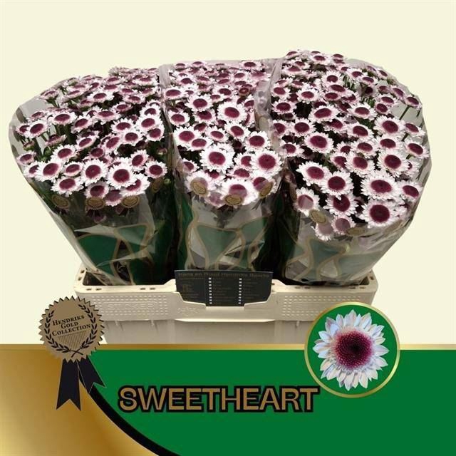 <h4>CHR S SWEETHEART</h4>