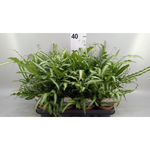 Pteris cretica 'Albolineata'