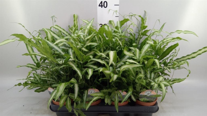 <h4>Pteris cretica 'Albolineata'</h4>