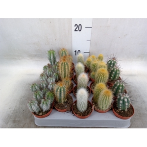 Cereus   ...