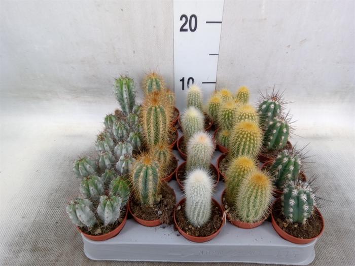 <h4>Cereus   ...</h4>