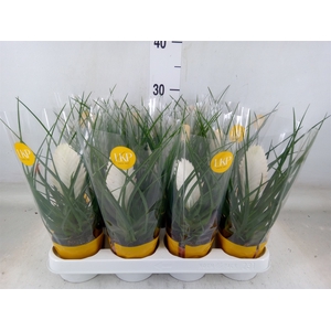 Tillandsia cyanea 'Biancini'