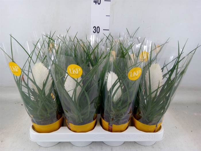 <h4>Tillandsia cyanea 'Biancini'</h4>