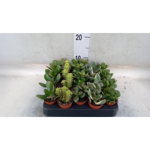 Crassula   ...mix