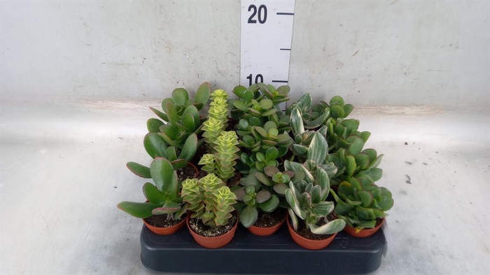 <h4>Crassula   ...mix</h4>