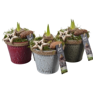 PTACH5859 Arrangementen Kerst