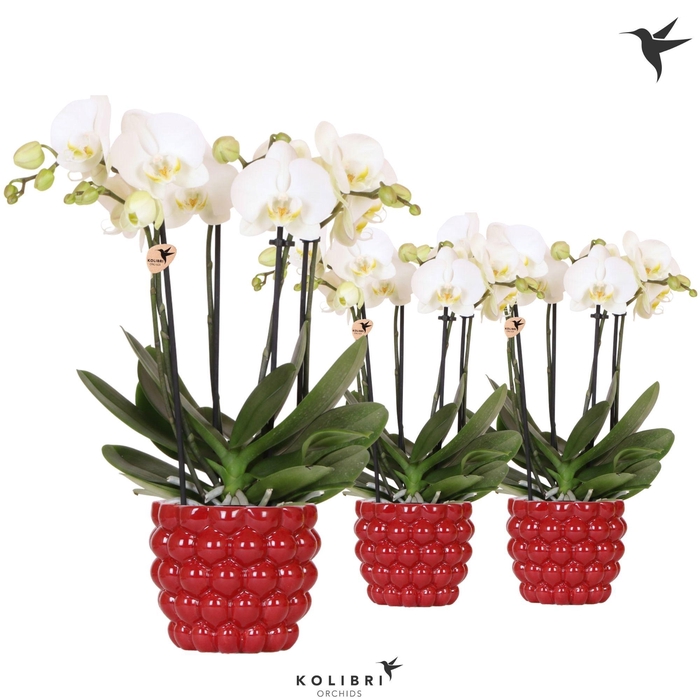 <h4>Kolibri Orchids Phalaenopsis Jewel Ghent 4 spike in Berry pot</h4>