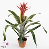 Aechmea Felice