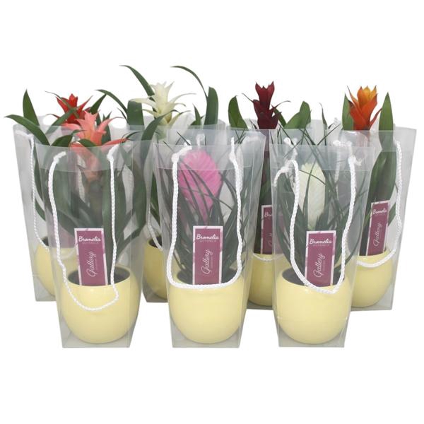 <h4>Bromelia gemengd in gele bolpot in blanco draagtas</h4>