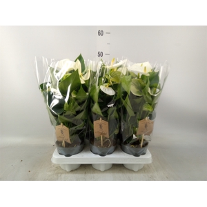 Anthurium andr. 'Cocos'