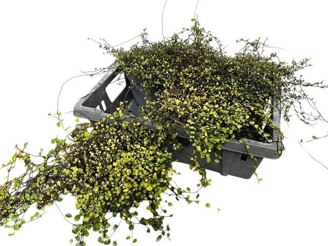 <h4>MUEHLENBECK AUSTRALI</h4>