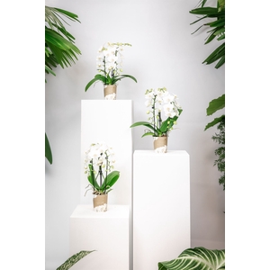Phalaenopsis  'Elegant Cascade'