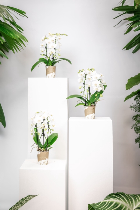 <h4>Phalaenopsis  'Elegant Cascade'</h4>