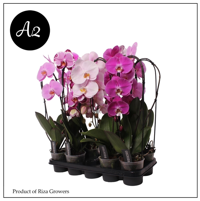 <h4>Phalaenopsis A2 Flow Mix 1 spike ā 12cm</h4>