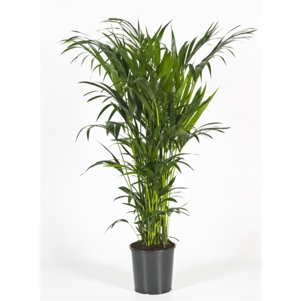 <h4>Howea forsteriana 160cm (Kentia)</h4>