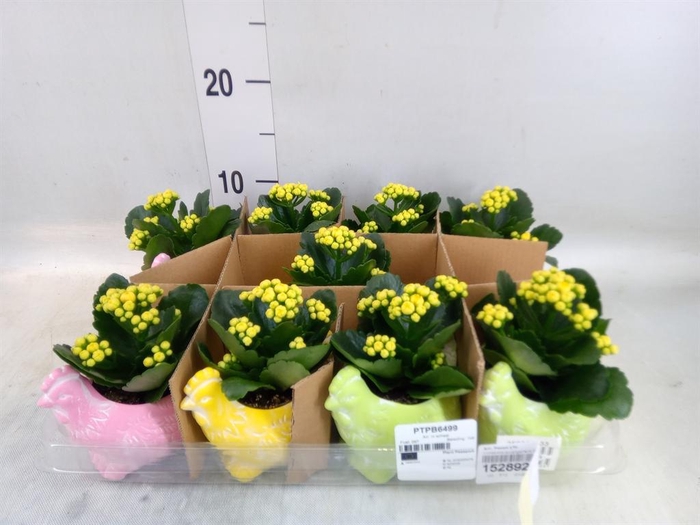 <h4>Arr. Pasen L%</h4>