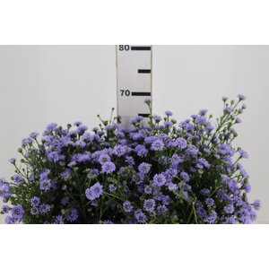 ASTER D. PLUS 060 CM MIN 20 GRAMAS
