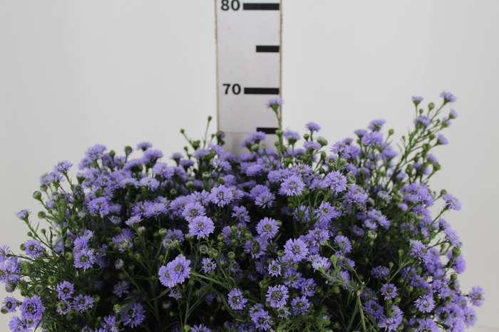 <h4>ASTER D. PLUS 060 CM MIN 20 GRAMAS</h4>