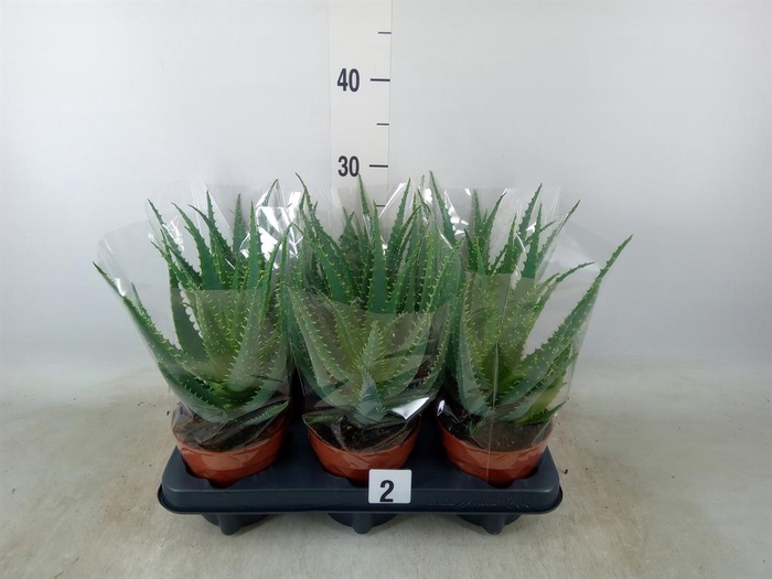 <h4>Aloe arborescens</h4>