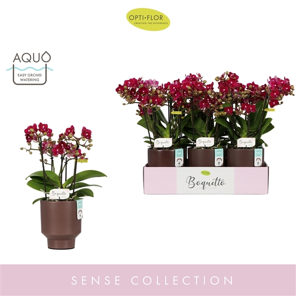 <h4>Boquetto Temptation 3-5 spike in Emilia Brown Aquo</h4>