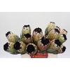 Protea Niobe