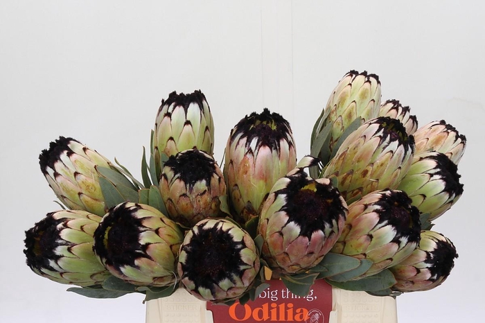 <h4>Protea Niobe</h4>