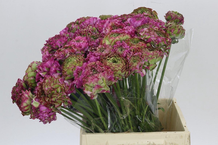<h4>Ranunculus Pon Pon Malva</h4>