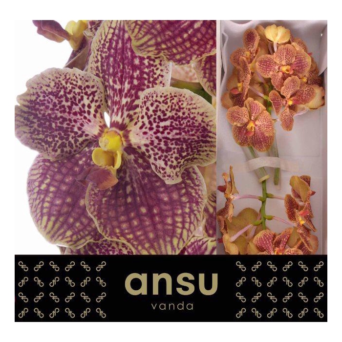 <h4>Vanda Su Retro Red</h4>