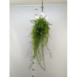 Aeschynanthus  'Japhrolepis'